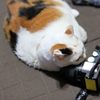まくら