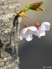 桜