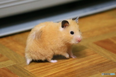 ハムちゃんのお散歩