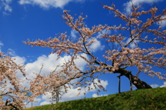 桜　青空