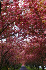 桜道②