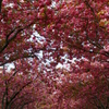 桜道②