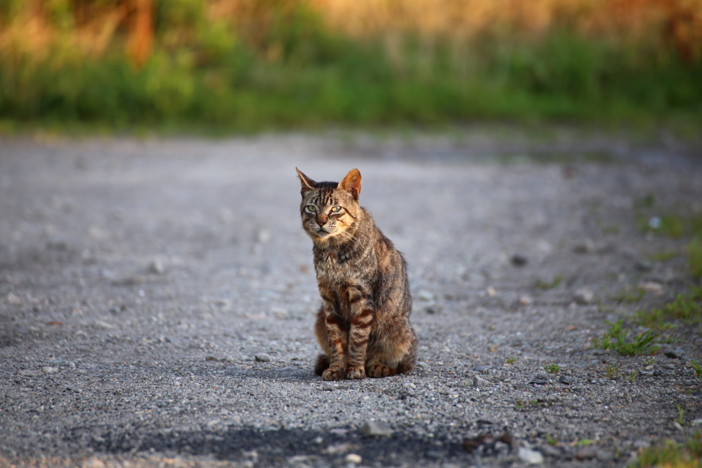 なーに　餌くれないの
