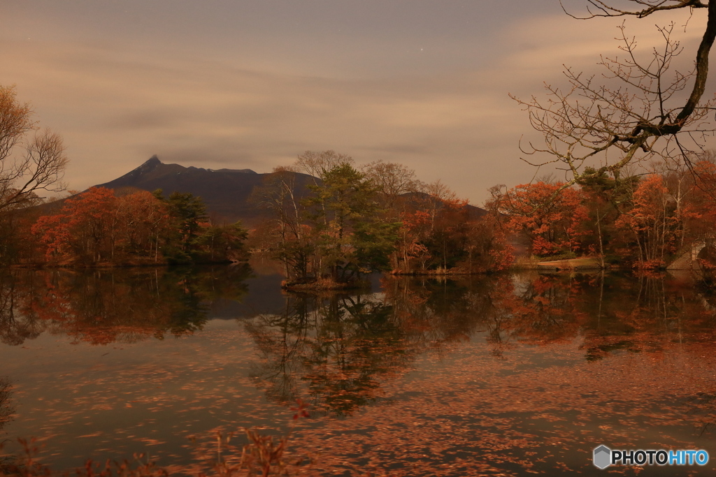 月下の紅葉