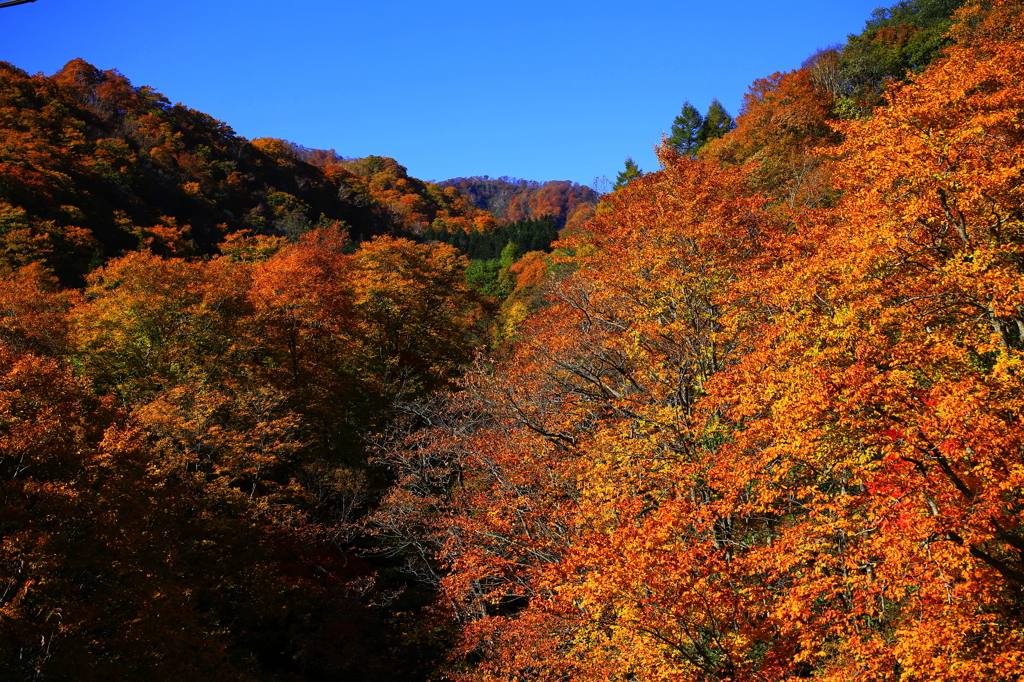 谷間の紅葉