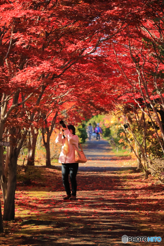 紅葉を撮る