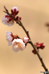 梅 一輪
