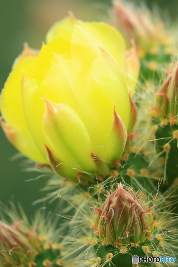 サボテンの花