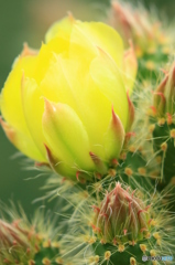 サボテンの花