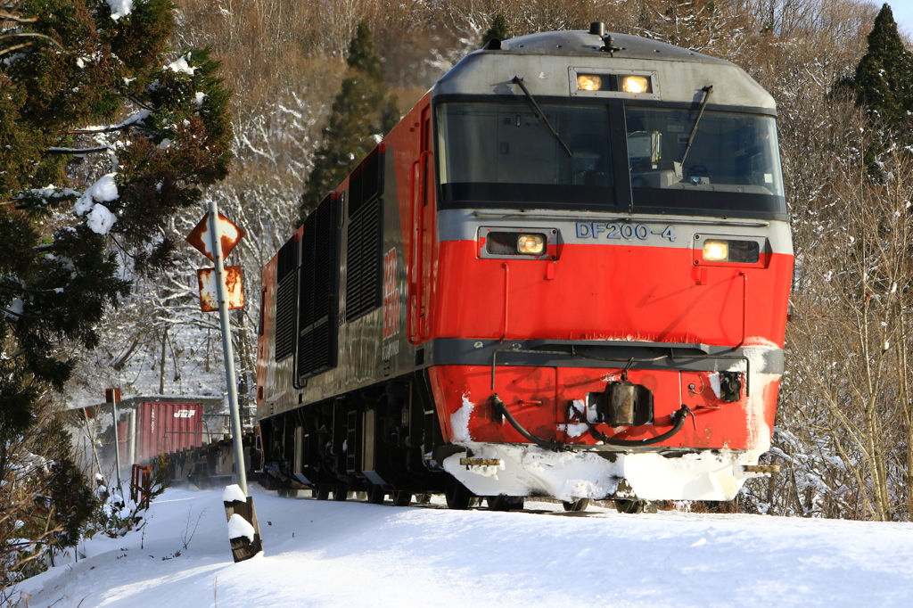 RedBear①