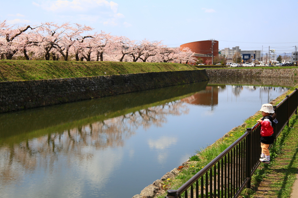 可愛い花見客