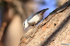 ゴジュウカラ