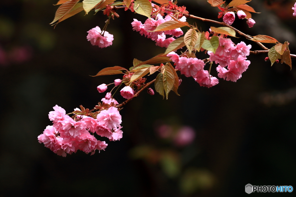 八重桜