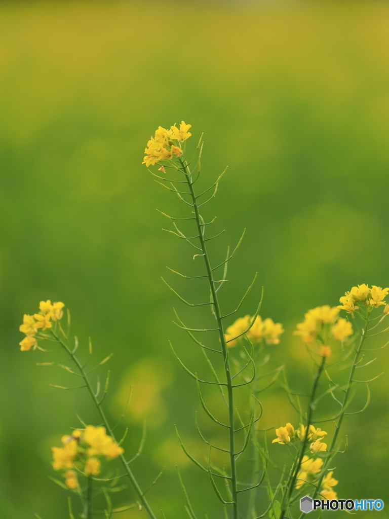 初冬の菜の花