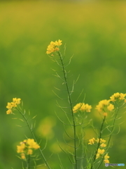 初冬の菜の花