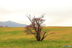 崎守の桜