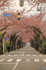 桜の道