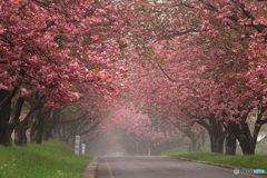 幻想 桜道