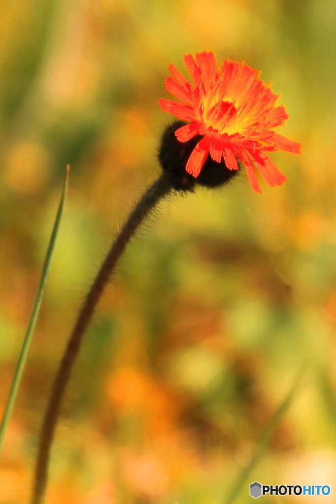 謎の花