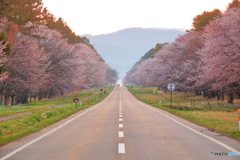 静内二十間道路桜並