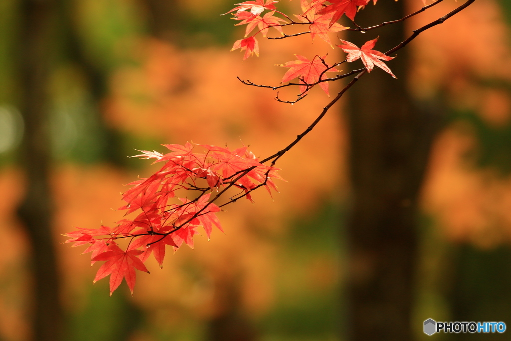 紅葉