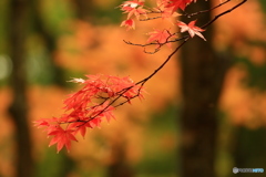 紅葉