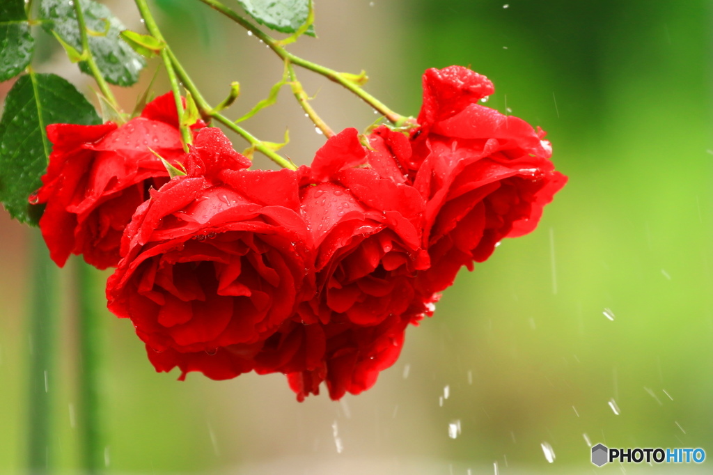 薔薇