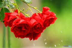 薔薇