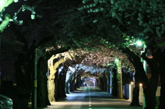 夜桜トンネル