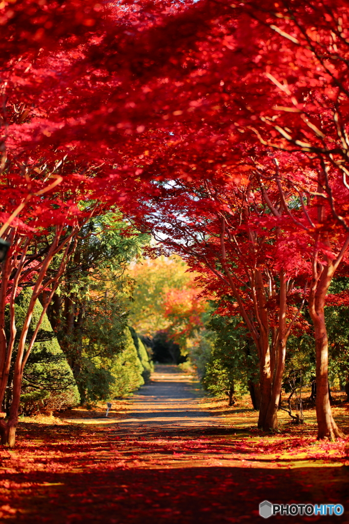 紅のアーチ