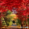 紅のアーチ