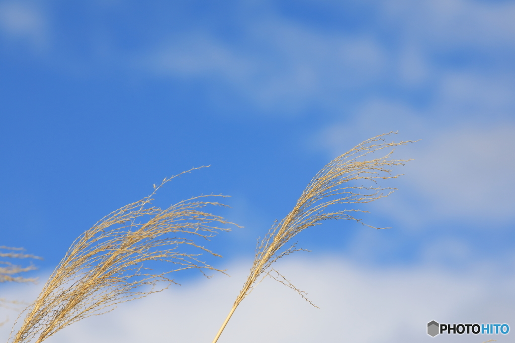 ススキの空