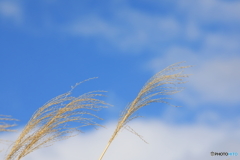 ススキの空