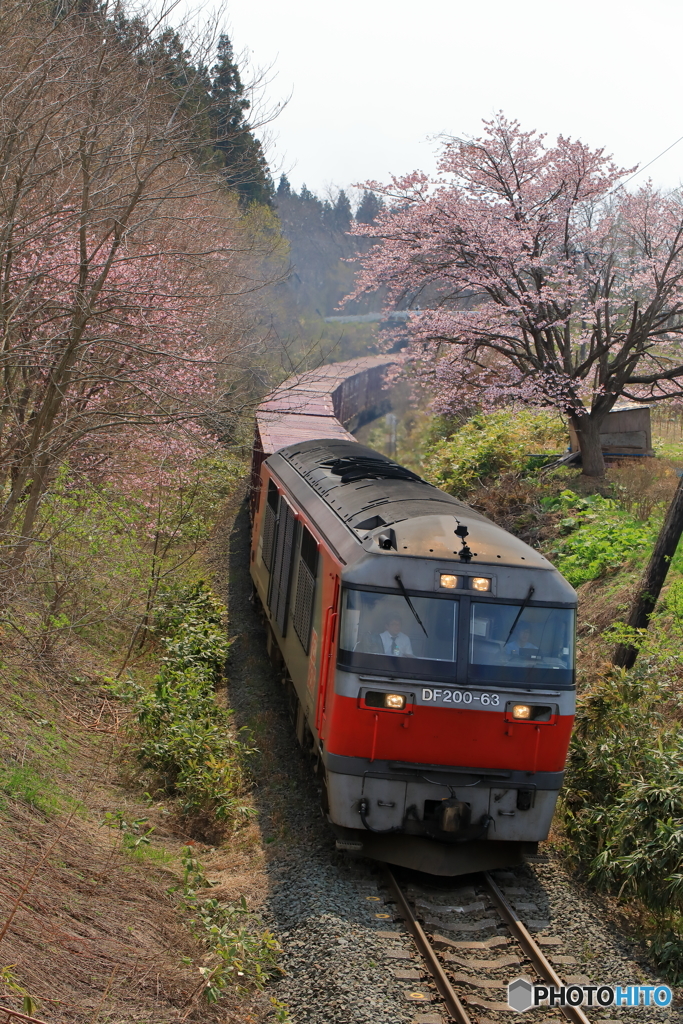 桜 赤熊
