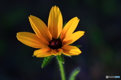 黄花