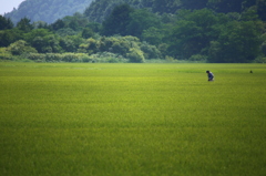 山間の水田