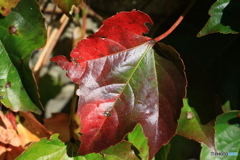 陽のしたの紅葉