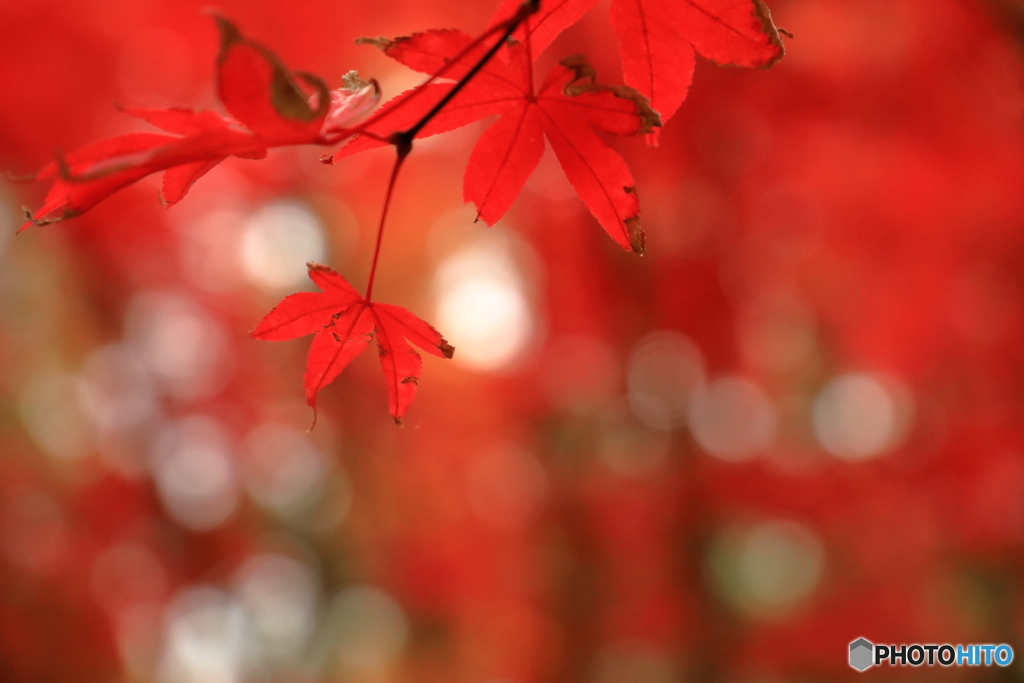 紅の中
