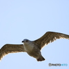Are you flying?