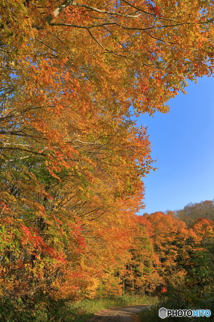 林道の紅葉