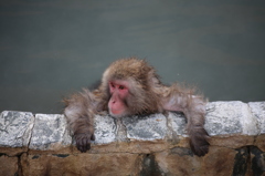 普通の人