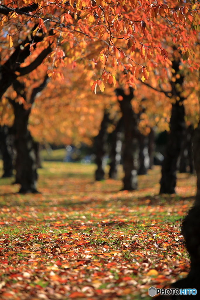 五稜郭公園の紅葉