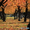 五稜郭公園の紅葉