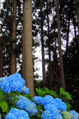 なんとなく紫陽花