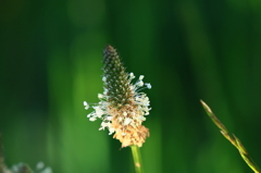 雑草の花
