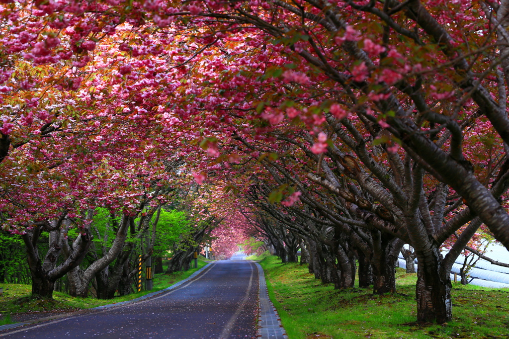 桜道