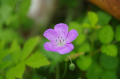 道端の花