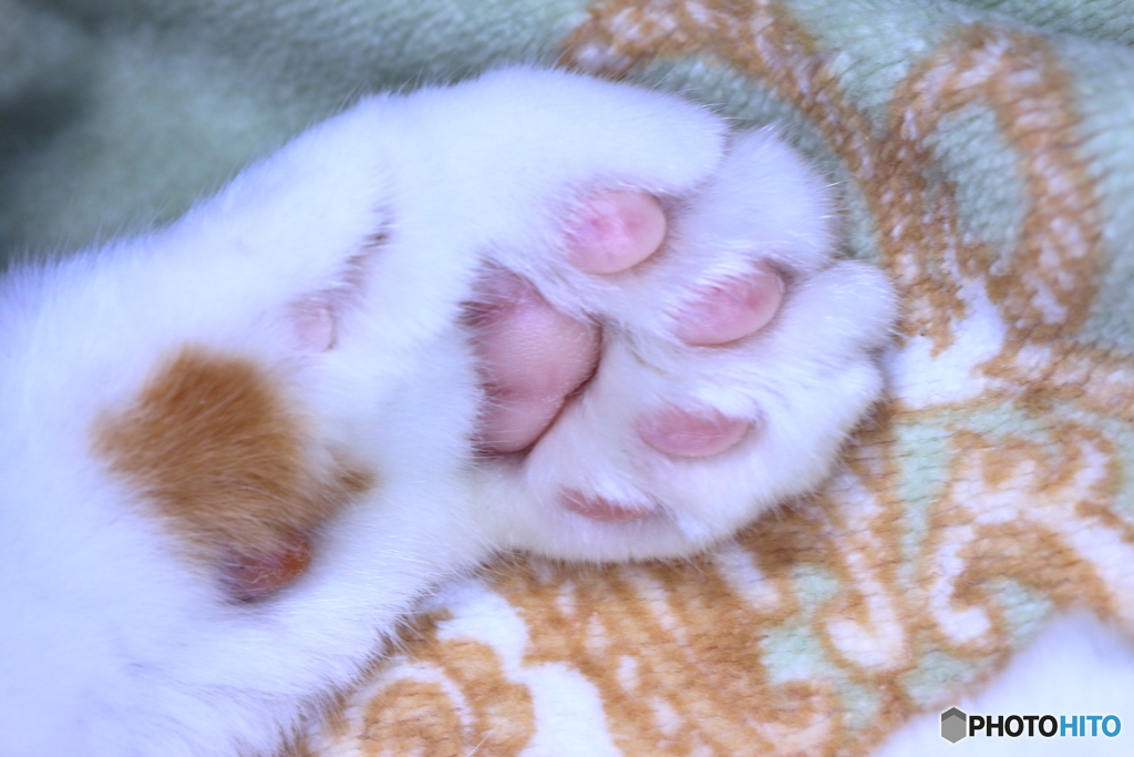 にくきゅう