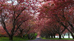 桜道①