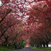 桜道①